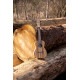 Ortega Timber RFU11Z Concert Zebrawood
